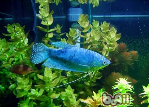 藍星魚