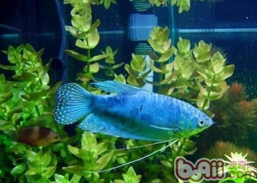 藍星魚
