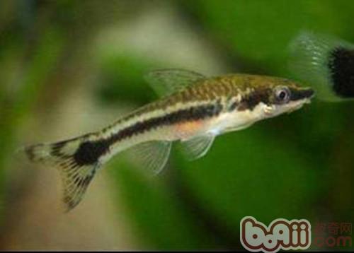 小精靈魚