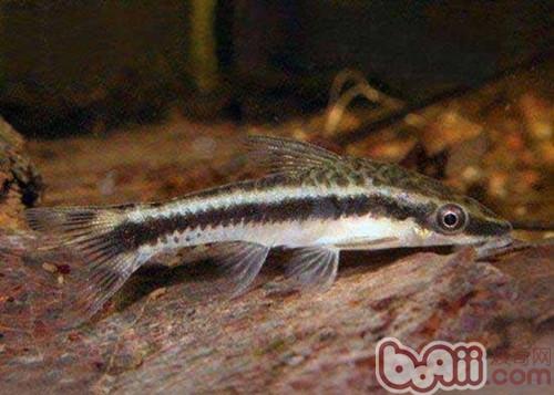 小精靈魚