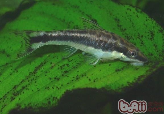 小精靈魚