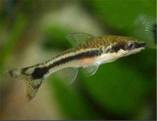 小精靈魚