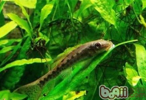 小精靈魚