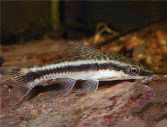 小精靈魚