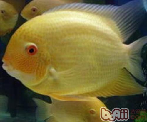 金菠蘿魚