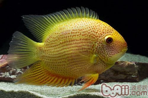 金菠蘿魚