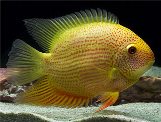 金菠蘿魚