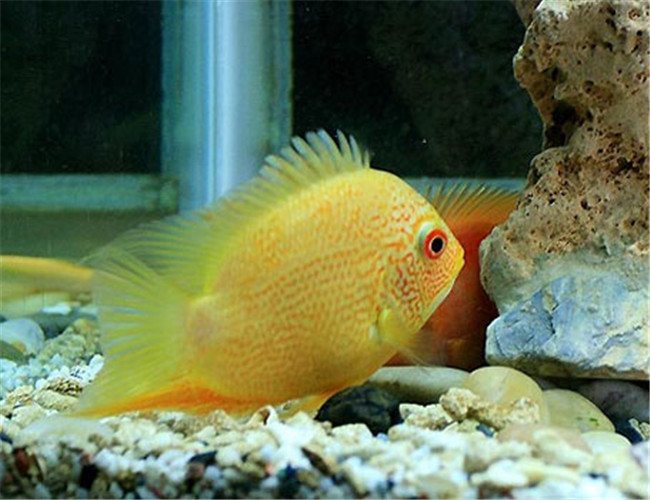 金菠蘿魚