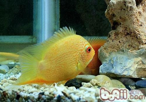 金菠蘿魚