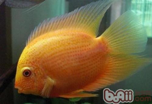 金菠蘿魚