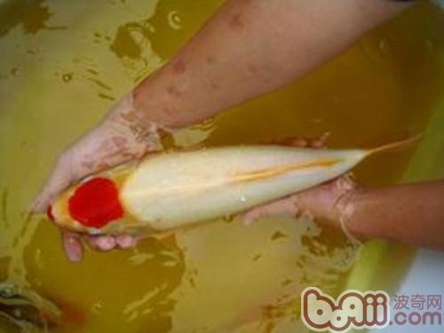丹頂錦鯉