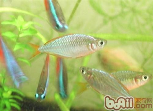 電光美人魚