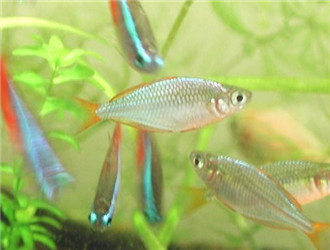 電光美人魚