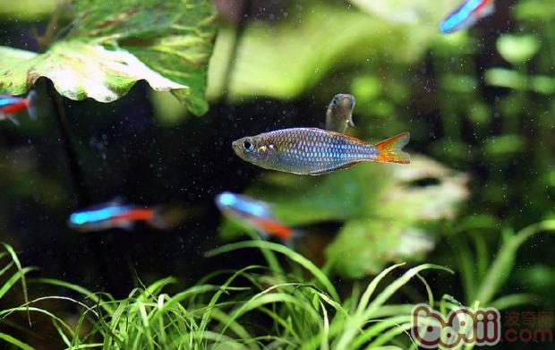 電光美人魚