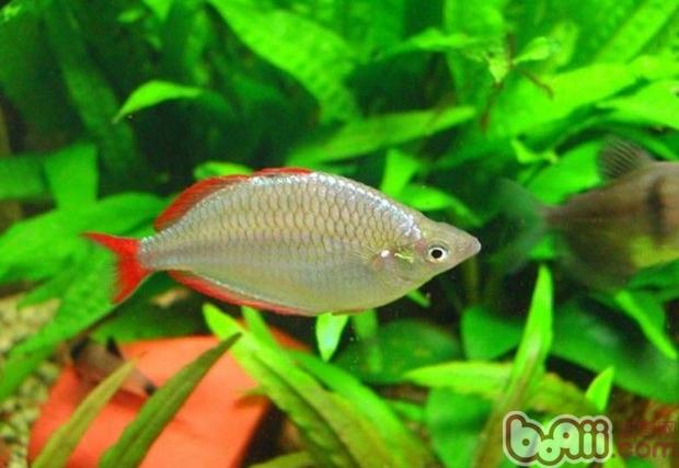 電光美人魚