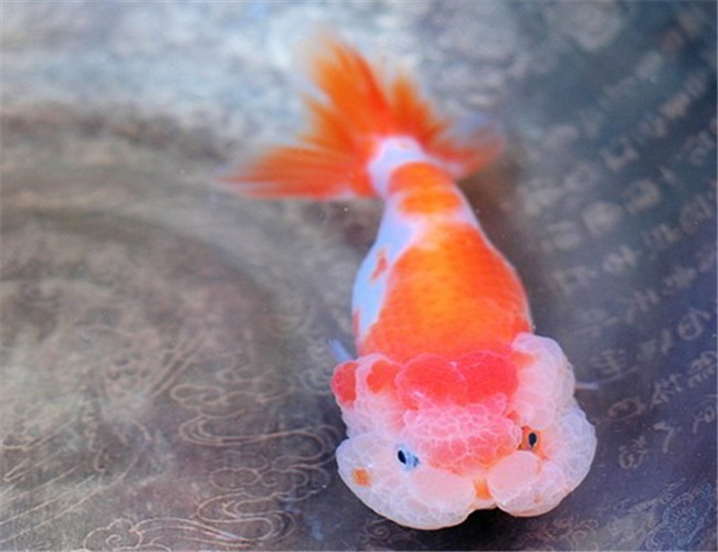 武漢貓獅