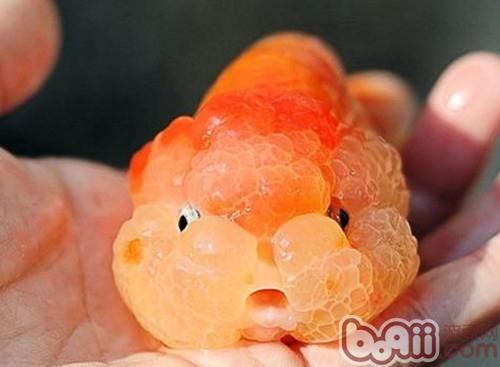 武漢貓獅