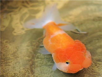 武漢貓獅