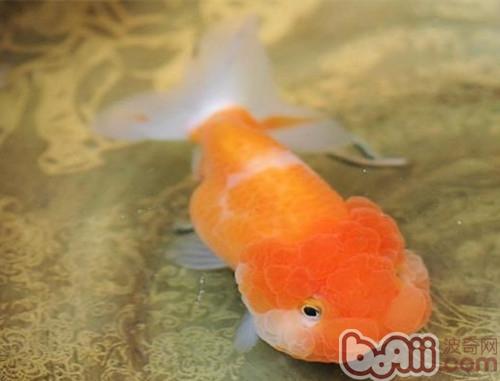 武漢貓獅