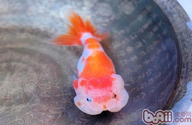 武漢貓獅