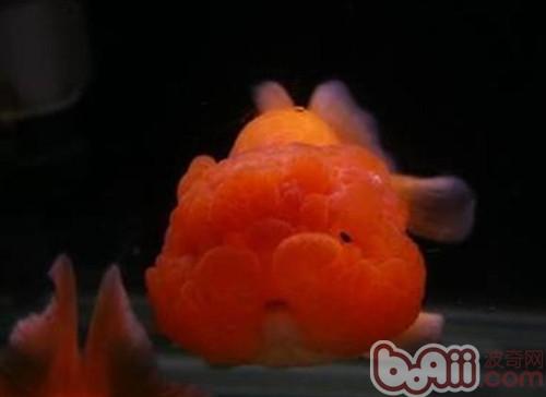 武漢貓獅