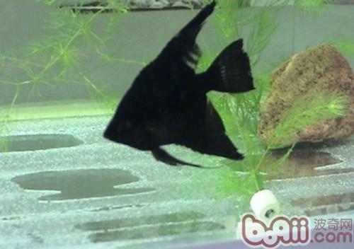 黑神仙魚