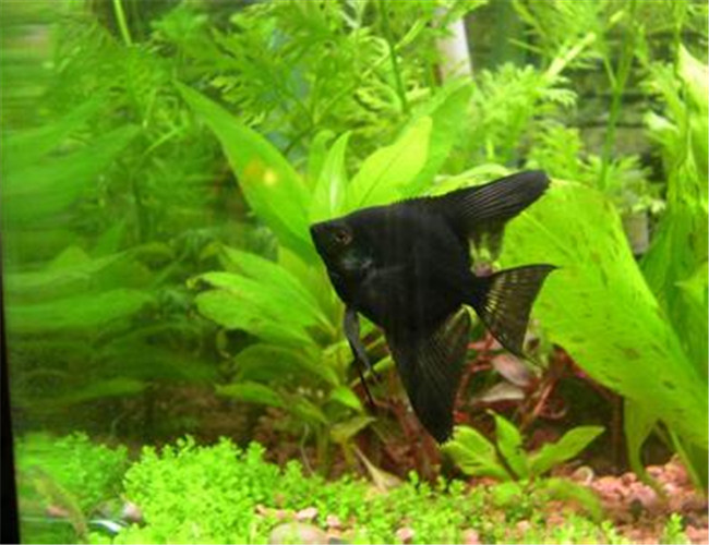 黑神仙魚
