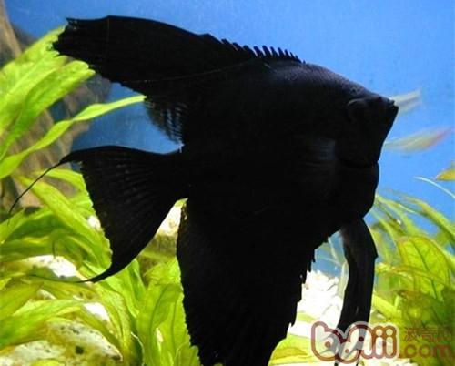 黑神仙魚