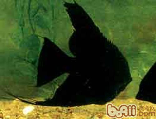 黑神仙魚