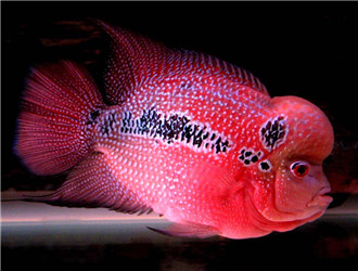 羅漢魚