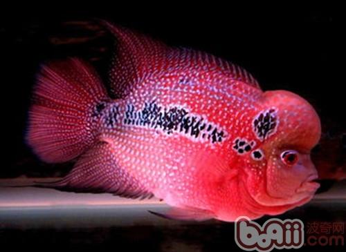 羅漢魚