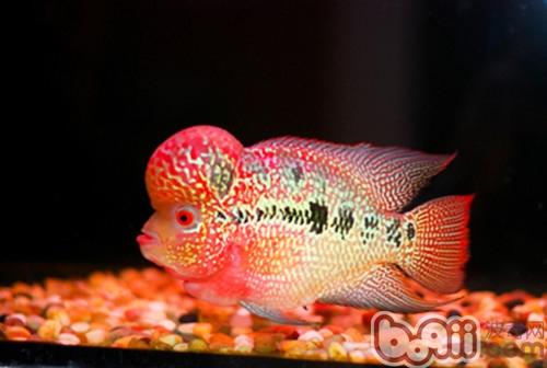羅漢魚