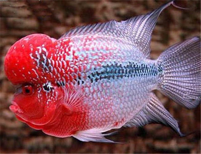 羅漢魚
