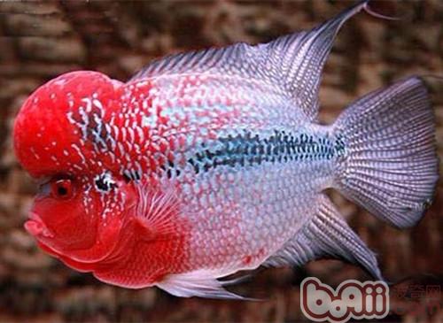 羅漢魚