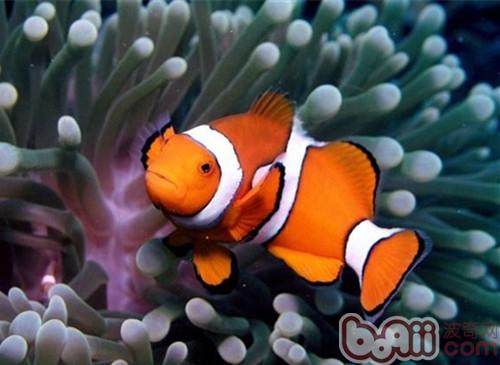 透紅小丑魚