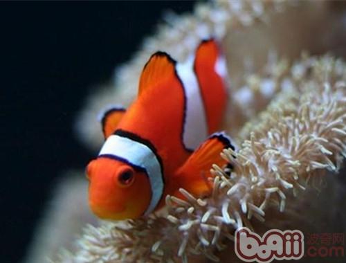 透紅小丑魚