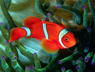 透紅小丑魚