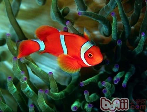 透紅小丑魚