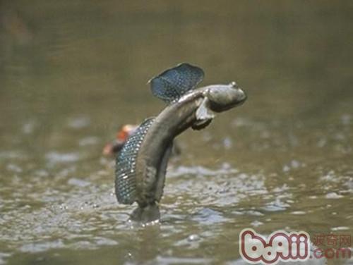大彈塗魚