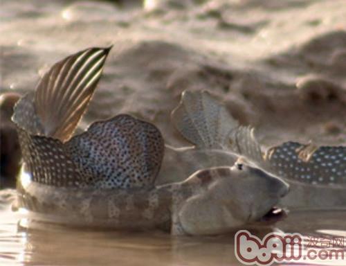 大彈塗魚