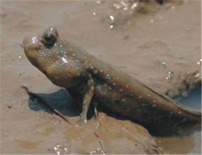 大彈塗魚