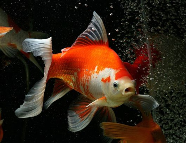 紅白草金魚