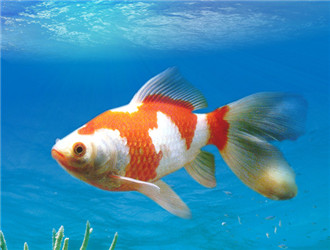 紅白草金魚