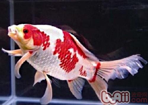 紅白草金魚