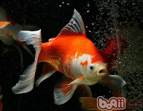 紅白草金魚
