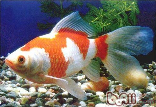 紅白草金魚