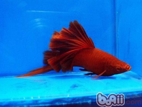紅劍魚