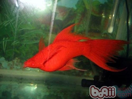 紅劍魚