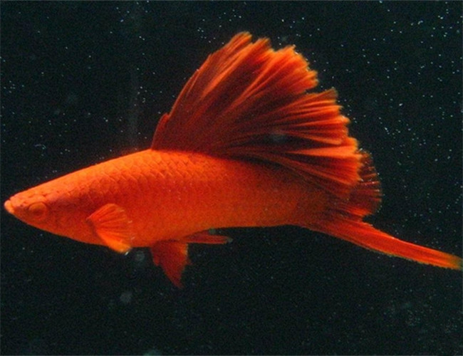 紅劍魚
