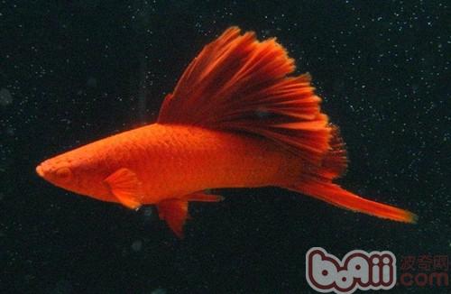 紅劍魚